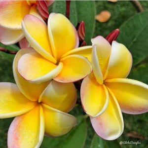 Meet your Posher, Pat